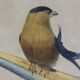 Ornithological board "Veuve to 4 Brins. Dominican - Chardonnert - Tarin" Buffon 1840