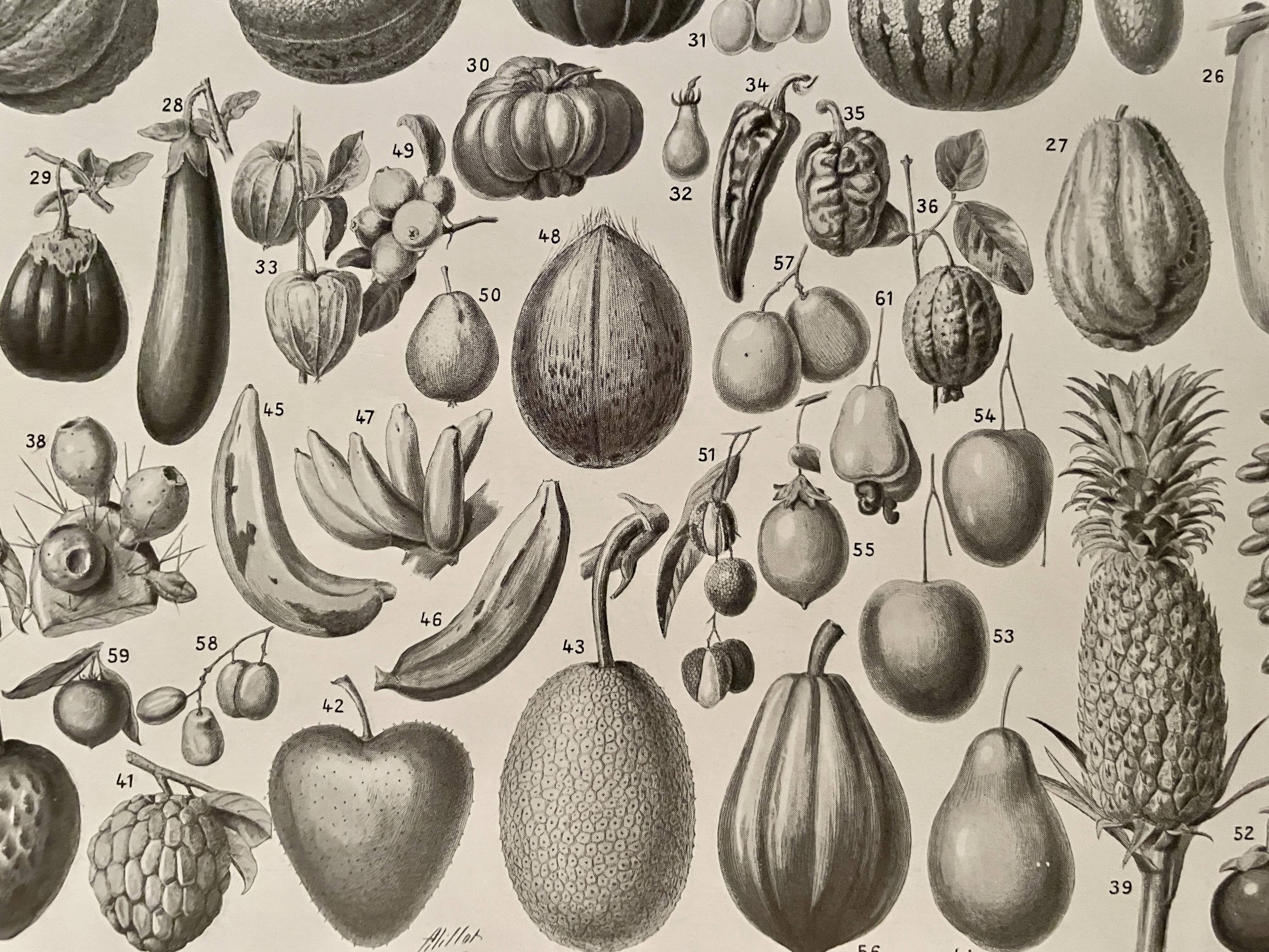 Lithograph on fruits - 1930