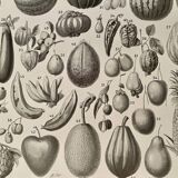 Lithograph on fruits - 1930