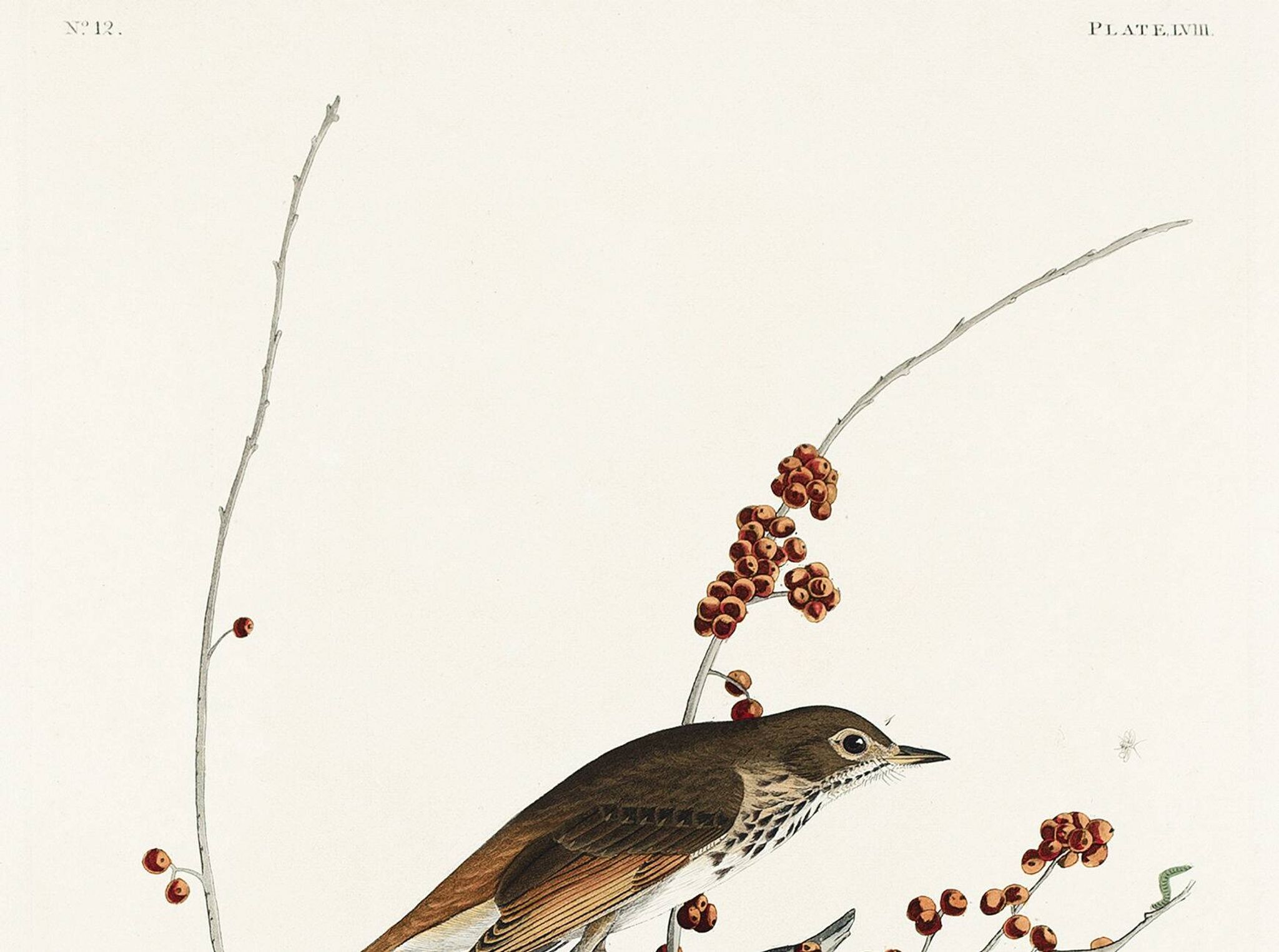 Poster about the Solitary Thrush, based on an old engraving from 1827.