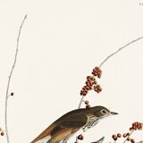 Poster about the Solitary Thrush, based on an old engraving from 1827.