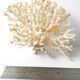 Coral branch bush