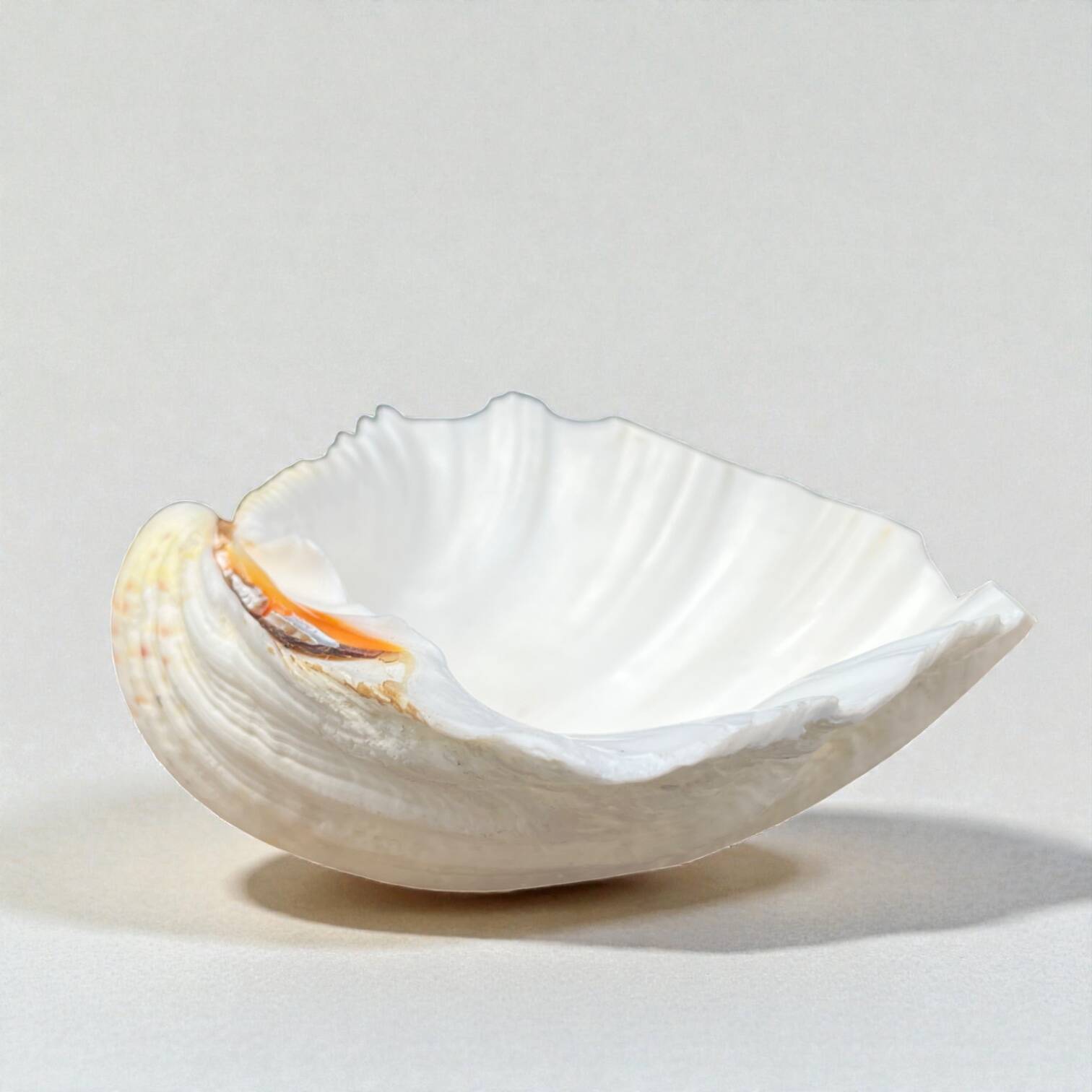 large shell-shaped ashtray Tridacna natural vintage 1970s