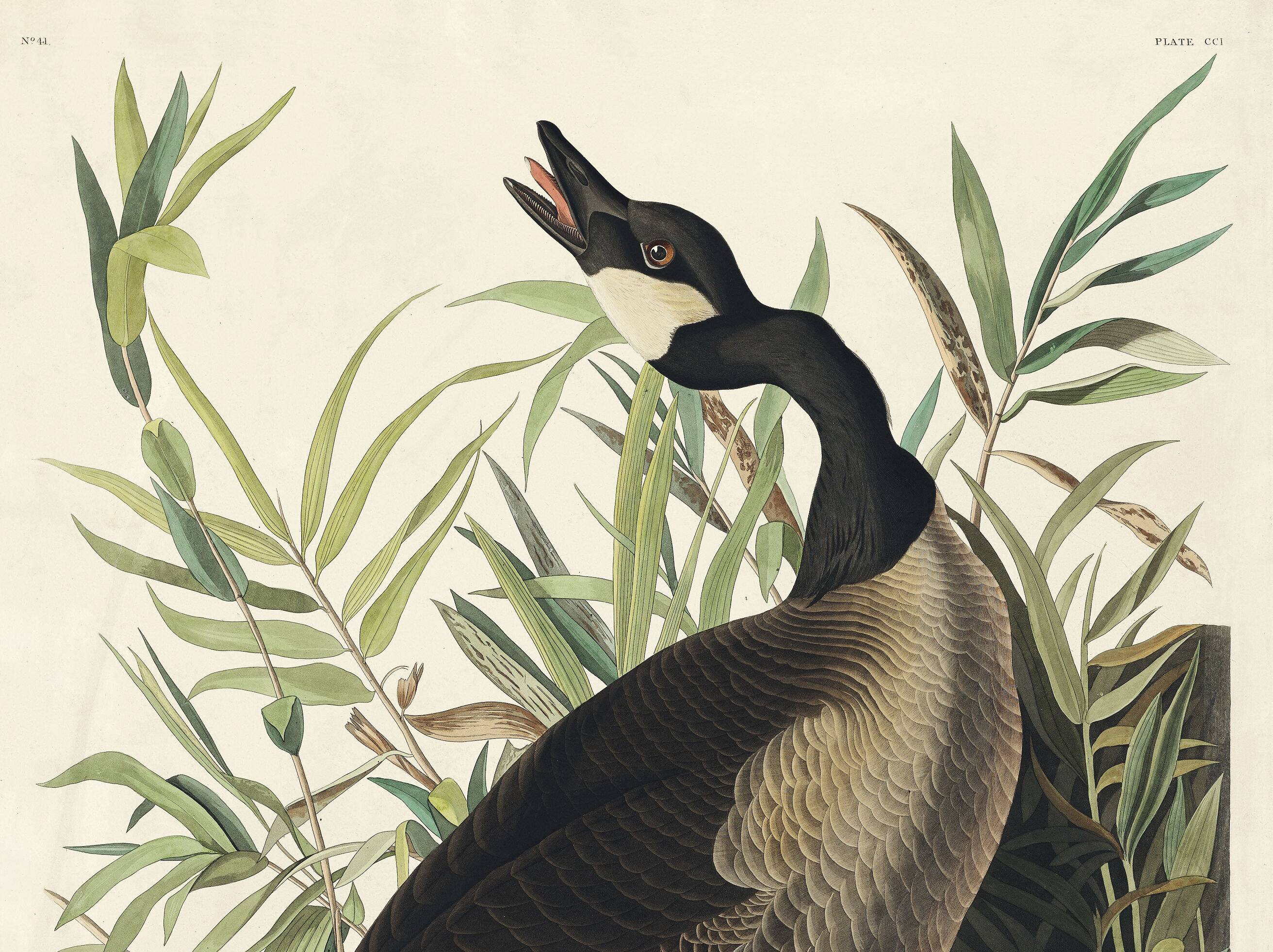 Poster about the “Canada Goose”, based on an old engraving from 1827.