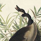 Poster about the “Canada Goose”, based on an old engraving from 1827.