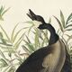 Poster about the “Canada Goose”, based on an old engraving from 1827.