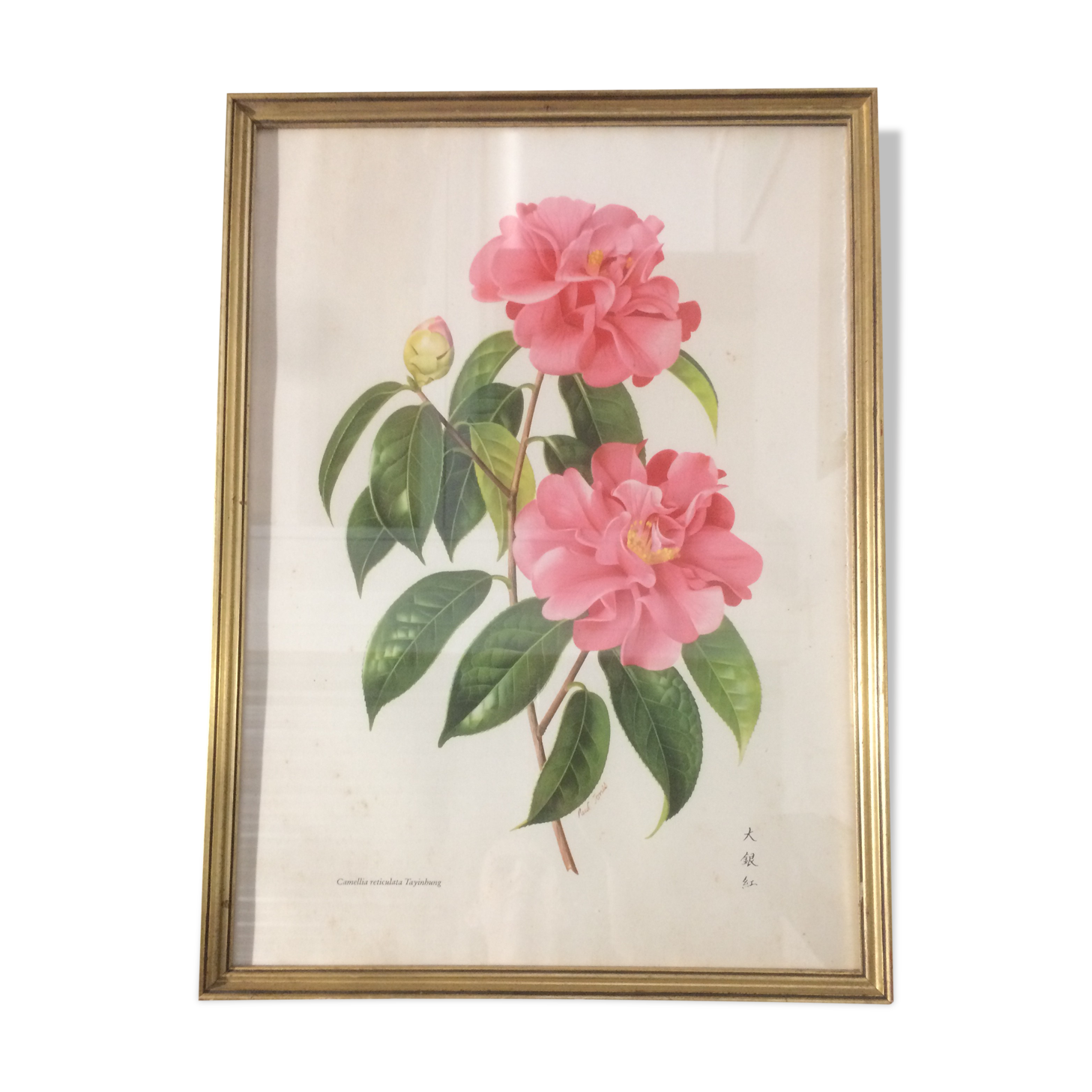 Camellia frame and illustration