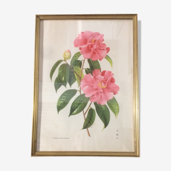 Camellia frame and illustration