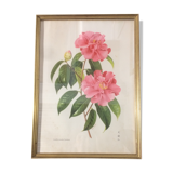 Camellia frame and illustration