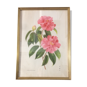 Camellia frame and illustration