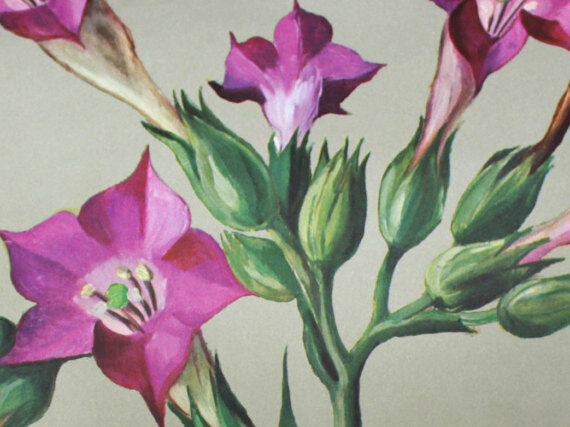 Wall poster of the school from Jung-Koch-Quentell "tobacco" 1972