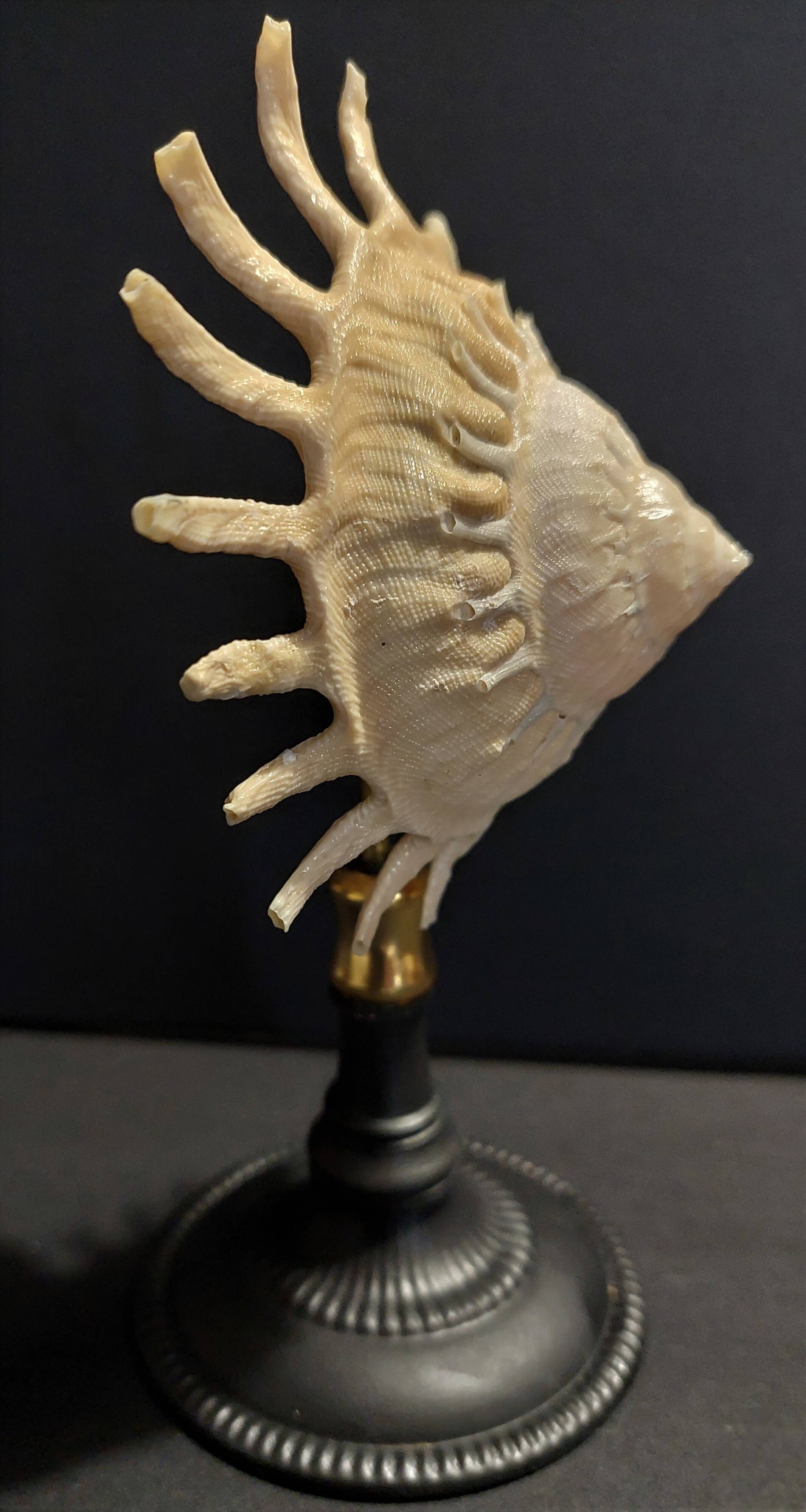 Cabinet of Curiosities stellaria solaris shell on base