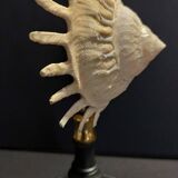 Cabinet of Curiosities stellaria solaris shell on base
