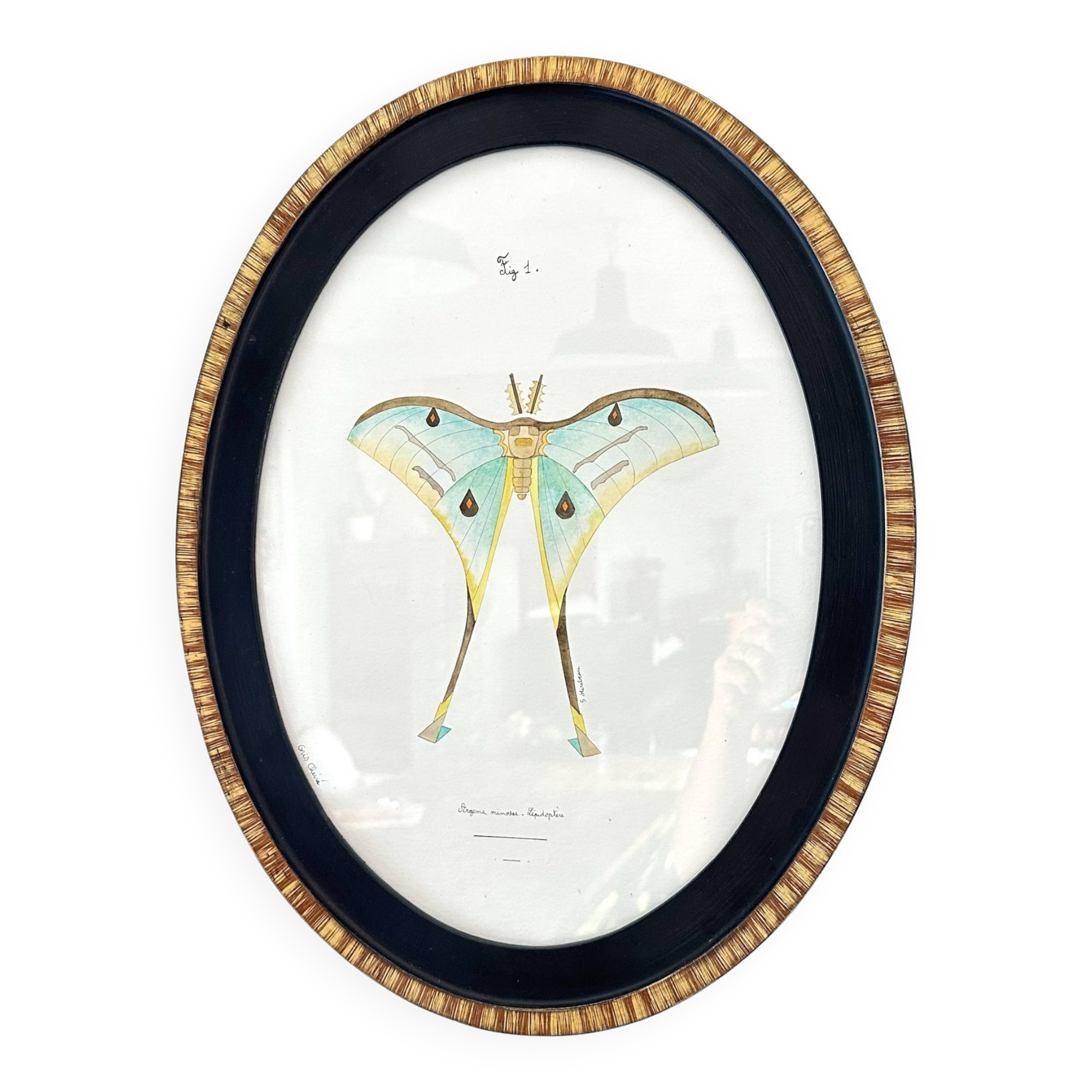 butterfly frame