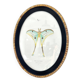 butterfly frame