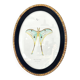 butterfly frame