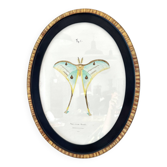 butterfly frame