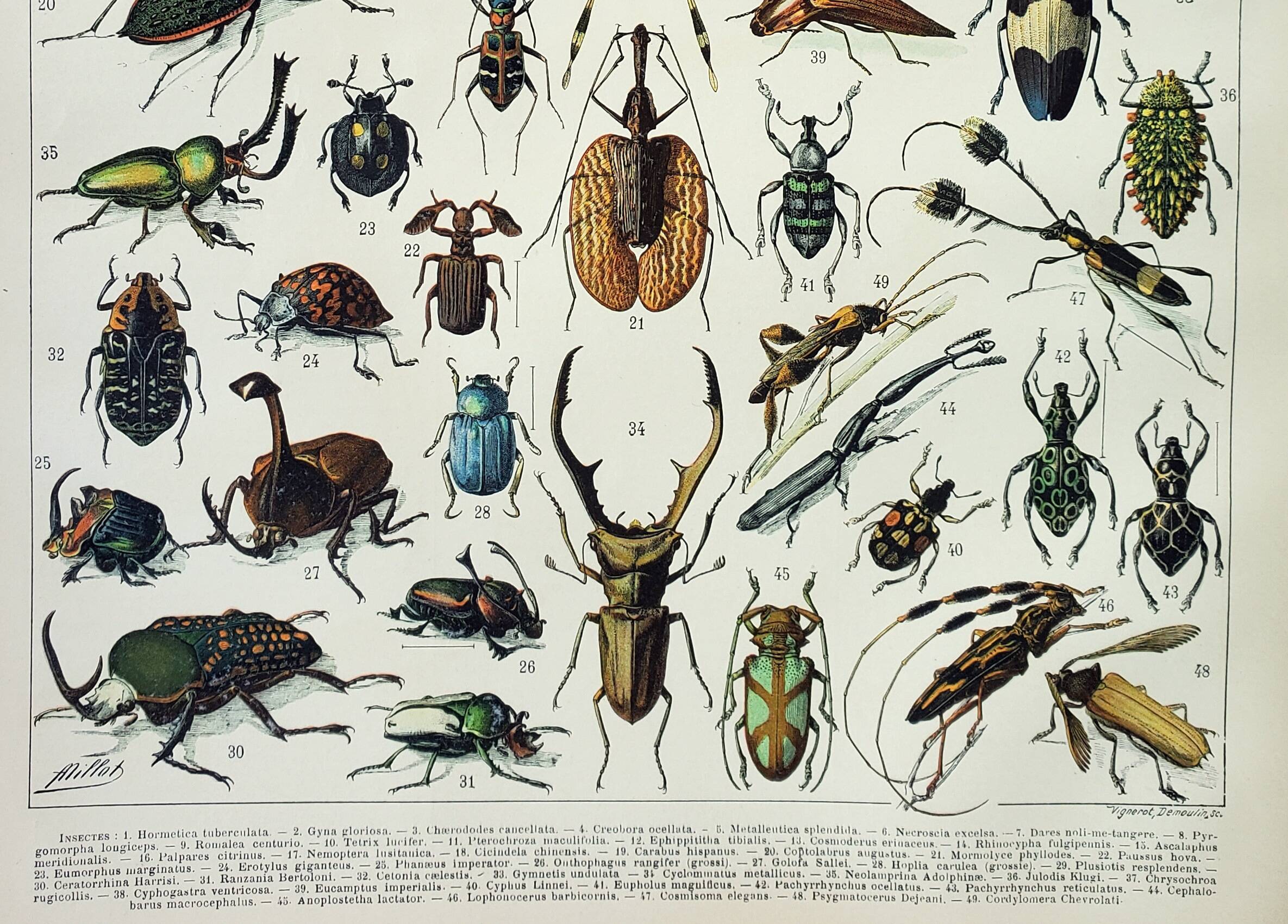 Antique engraving 1898, Insects 1, entomology • Lithograph, original illustration