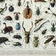 Antique engraving 1898, Insects 1, entomology • Lithograph, original illustration