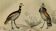 Original Ornithological Plate "Bull - Houbara - Rooster & Hens - &c..." Buffon 1836