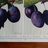 40s poster on plums