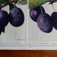 40s poster on plums