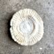 Fungia, white coral