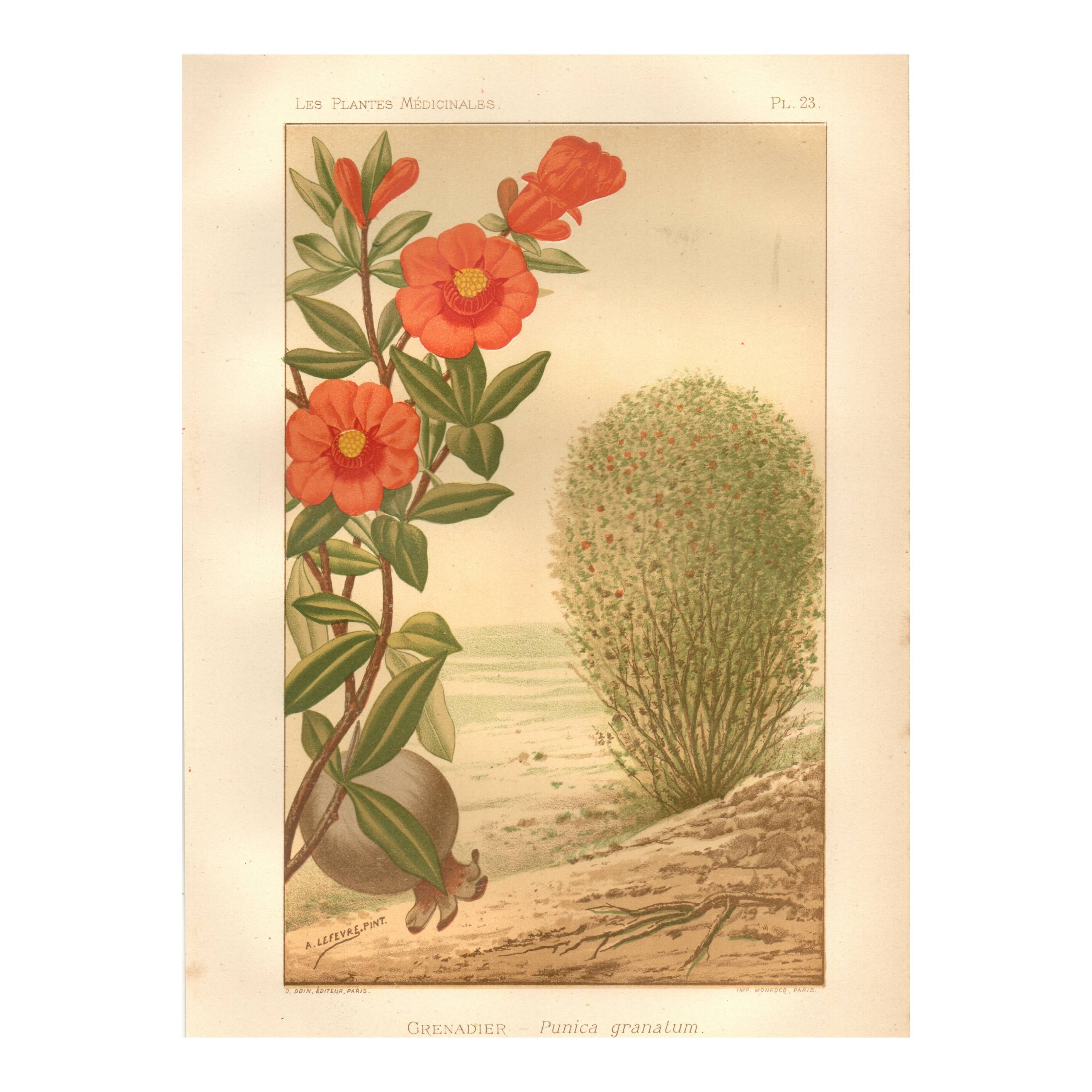 Old engraving from 1889. Grenadier. Botanical plate. Vintage red flower.