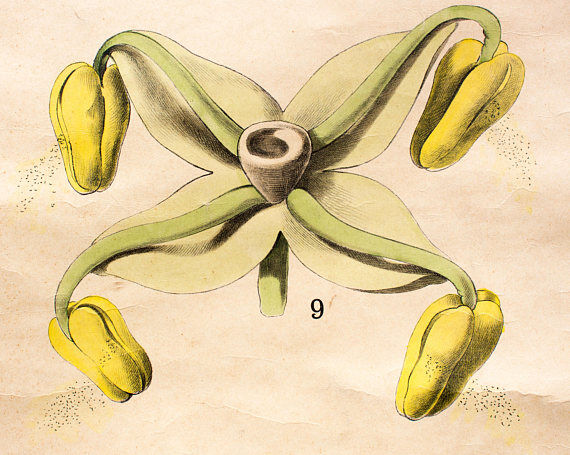 Biology of the flower, Ross, Morin, educational grid, 1900