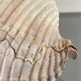 Coquillage de mer Tonna Galea vintage