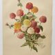 Botanical print from 1897 - Elegant Zinnia - vintage lithograph by Godard