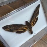 Lot of naturalized butterflies entomologist plexiglass boxes