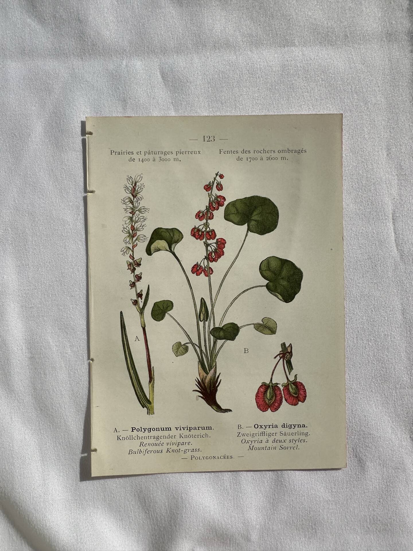 Naturalist Plate – 19th Century Botanical Engraving, Double-Sided