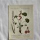 Naturalist Plate – 19th Century Botanical Engraving, Double-Sided