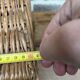 Wicker trunk
