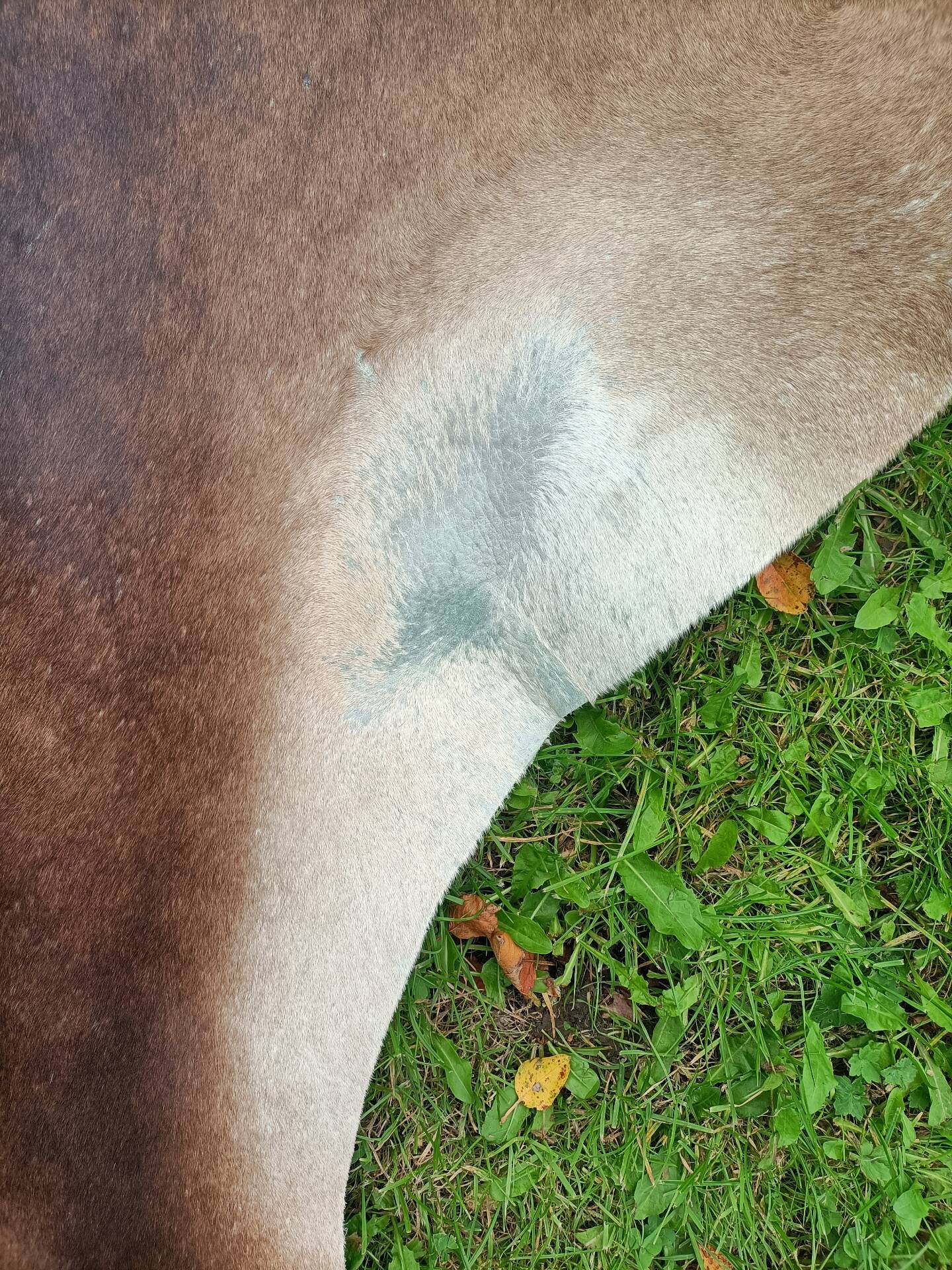 Cowhide Rug