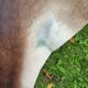 Cowhide Rug