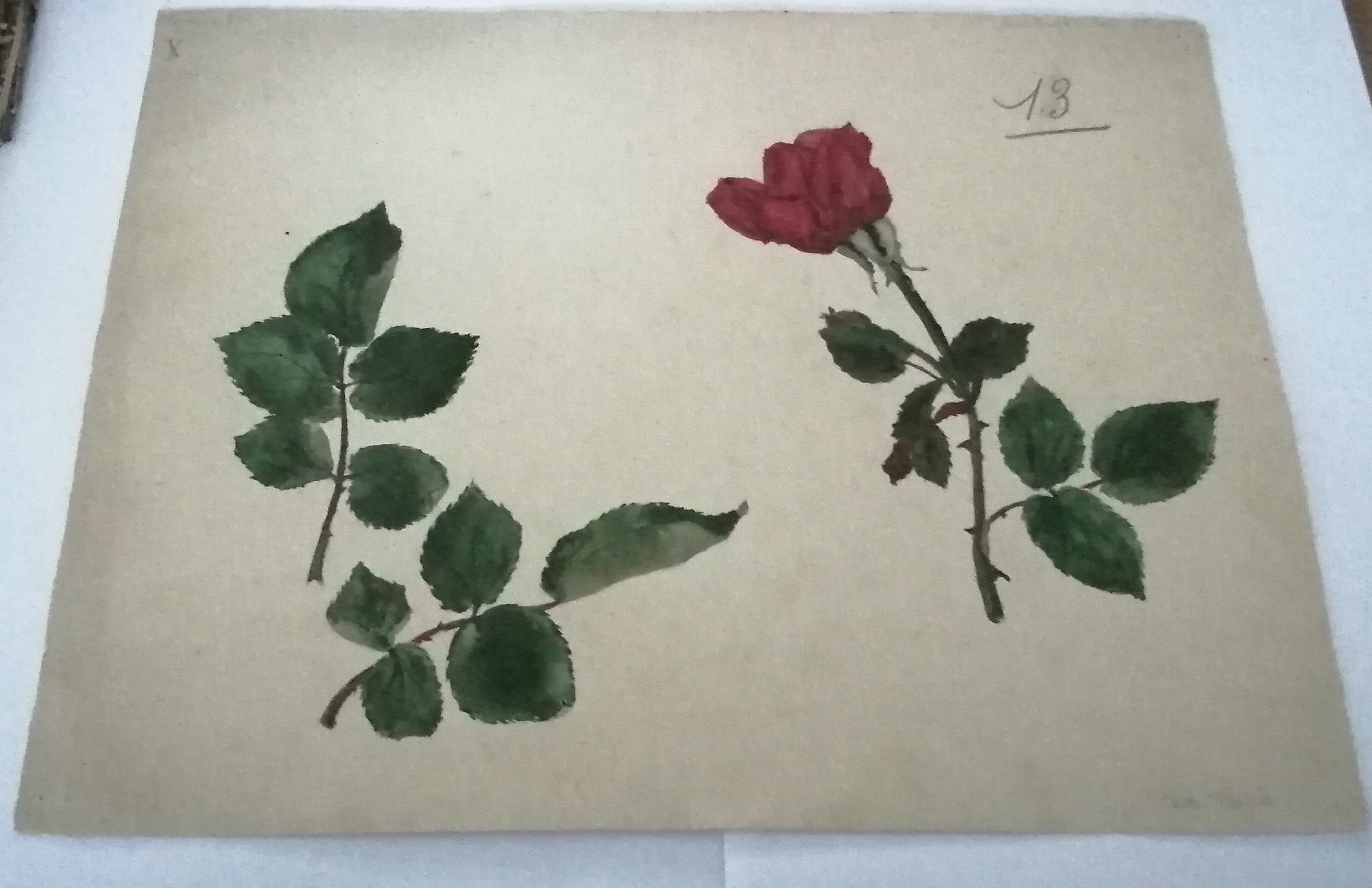 School drawing, study 20s "Rose"