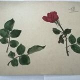 School drawing, study 20s "Rose"