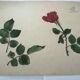 School drawing, study 20s "Rose"