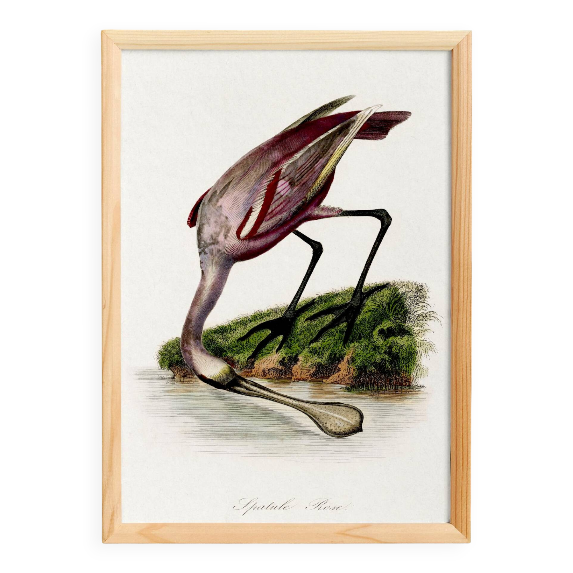 Poster for "Pink Spatula", based on an old engraving from 1842.