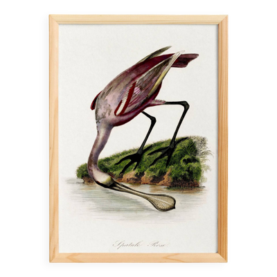 Affiche sur ''Spatule rose'', d’après une gravure ancienne de 1842.