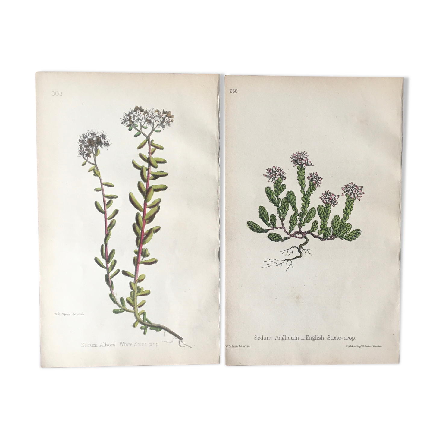 R.Hogg Botanical Boards, 1878