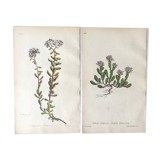 R.Hogg Botanical Boards, 1878