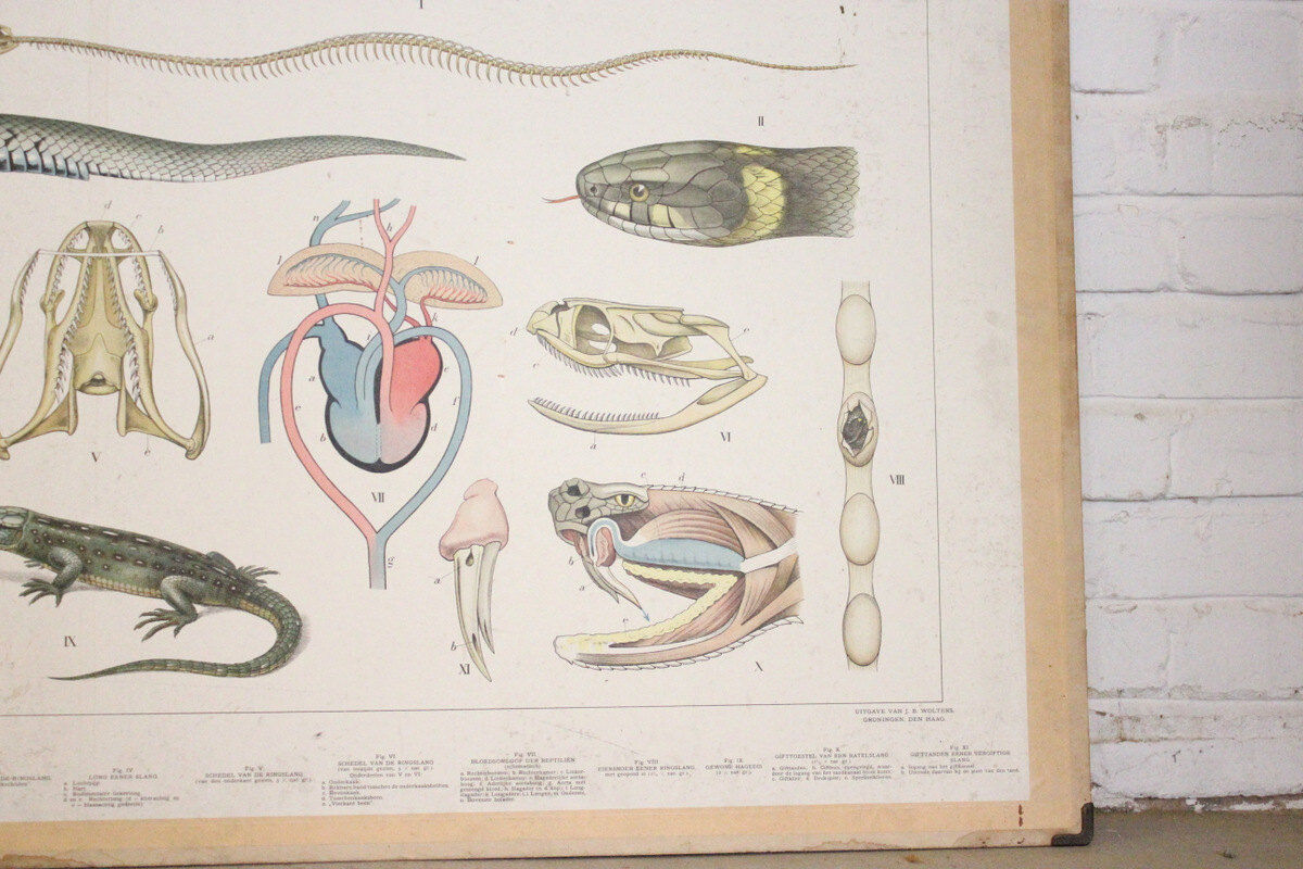 Anatomical teaching poster of reptiles