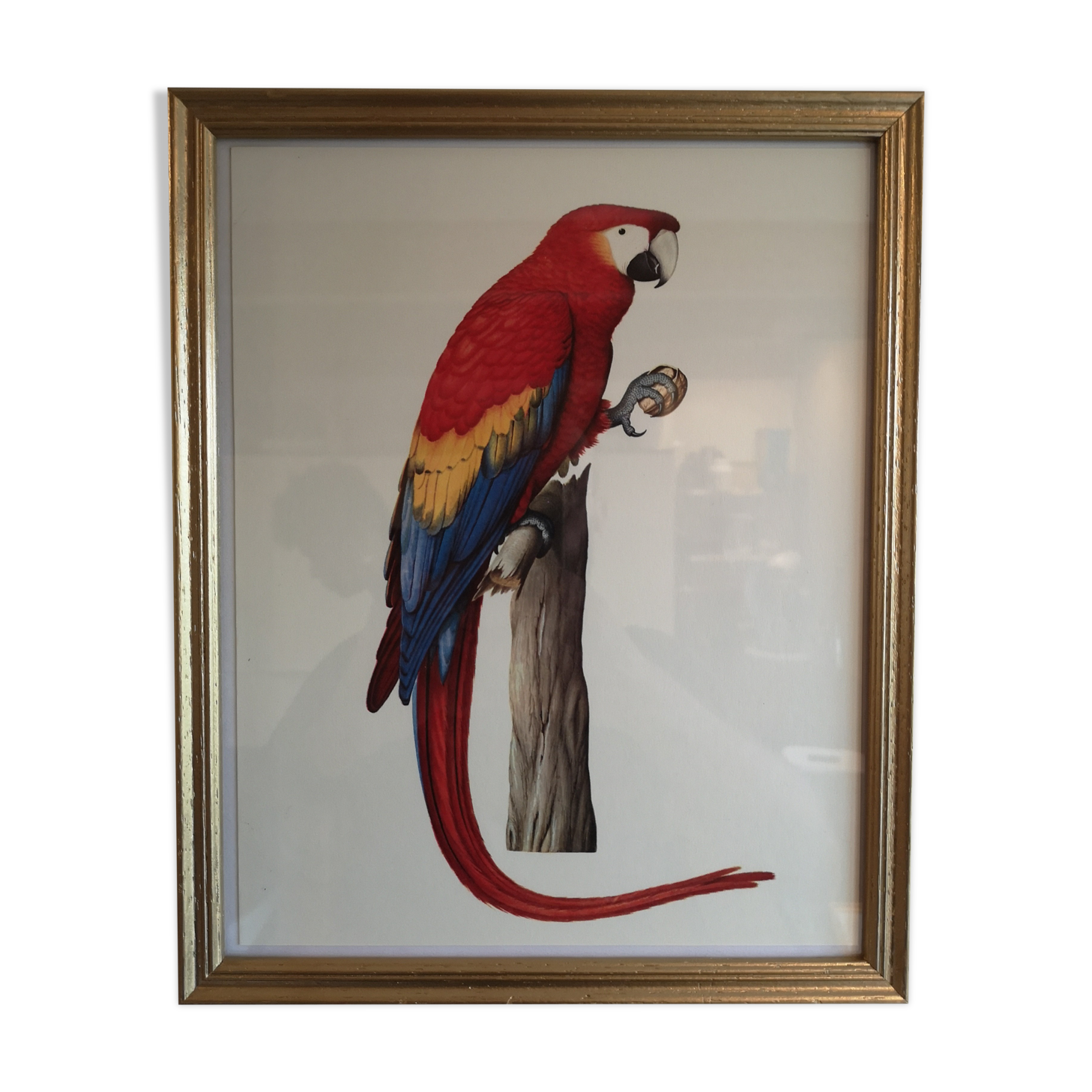 Board ornithological