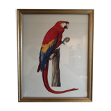 Board ornithological