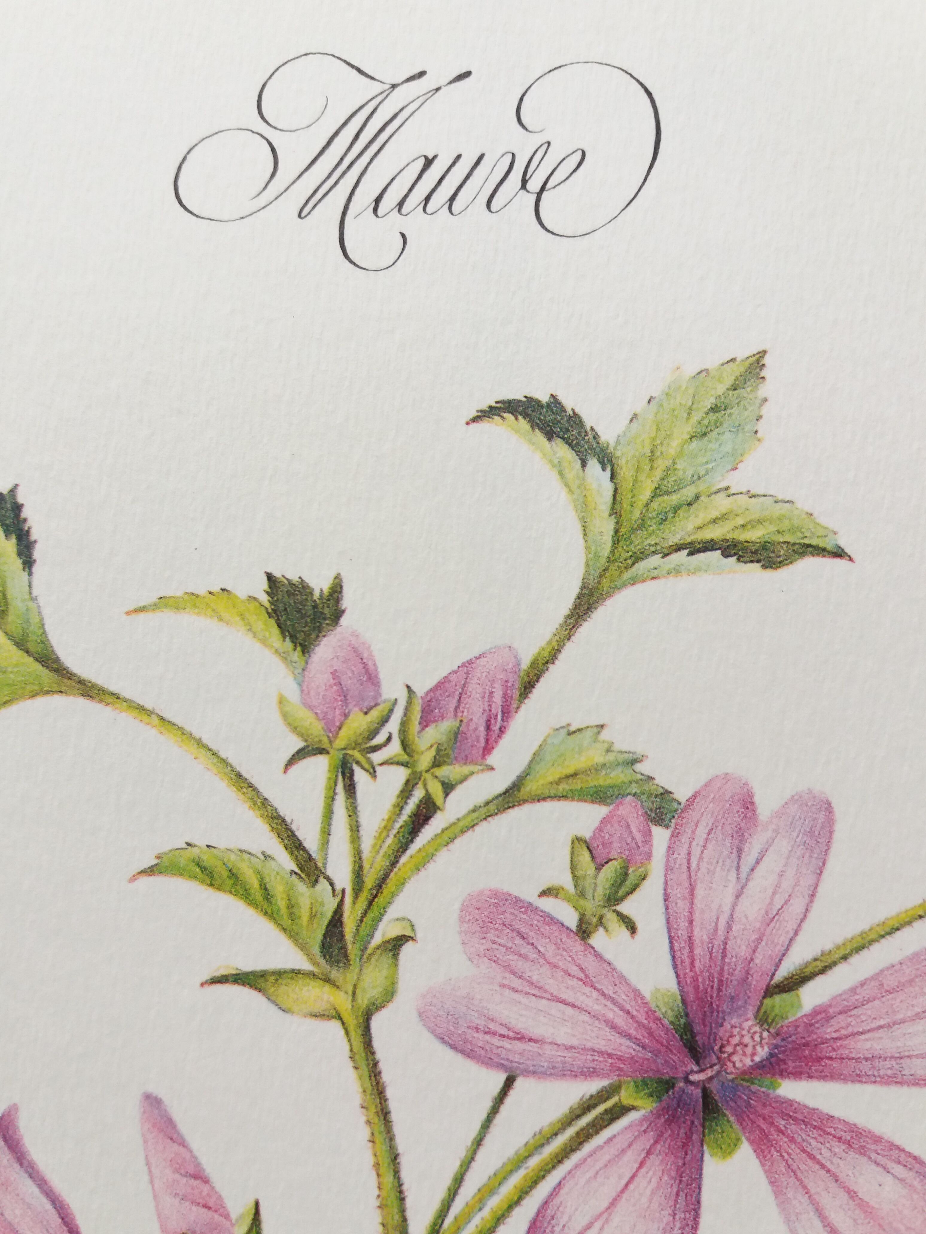 La Mauve botanical plank