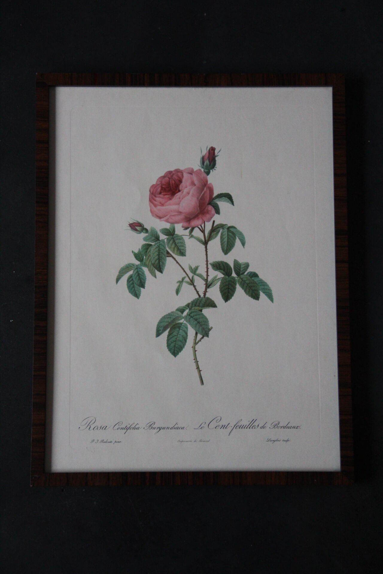 Framed engraving by PJ Redouté