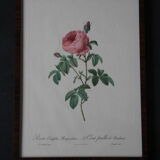 Gravure encadrée de PJ Redouté
